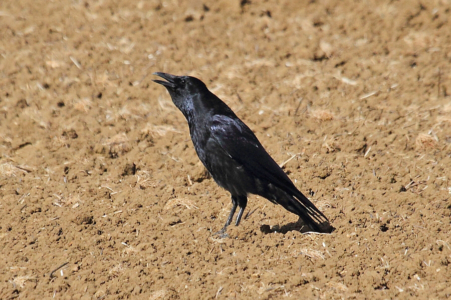 J14_0135 Corvus.JPG